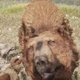 Image for article titled The Dangerous Animals I've Pet In Far Cry Primal